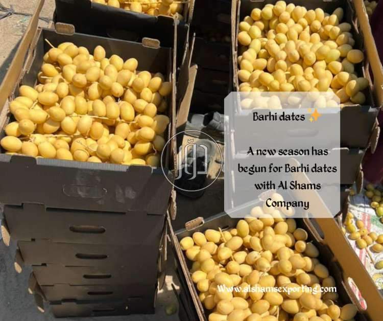 صور محاصيل وبذور زراعية في الامارات - دوّر.كوم