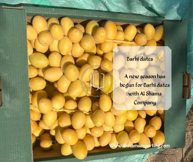 صور محاصيل وبذور زراعية في الامارات - دوّر.كوم