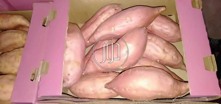 محاصيل زراعية في الامارات - دوّر.كوم