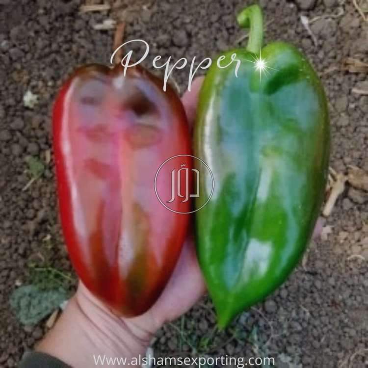 صور محاصيل وبذور زراعية في الامارات - دوّر.كوم