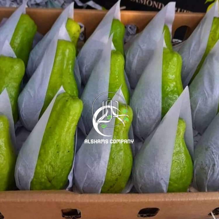 صور محاصيل وبذور زراعية في الامارات - دوّر.كوم