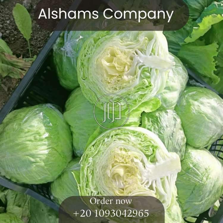 محاصيل زراعية في الامارات