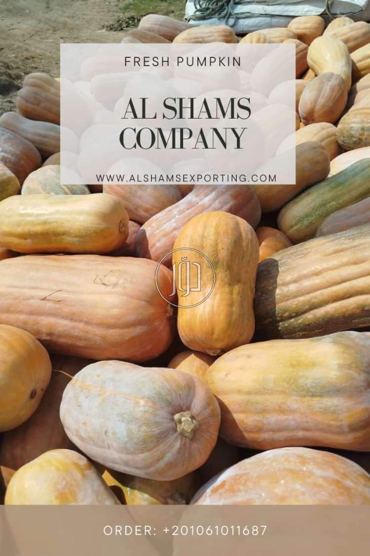 صور محاصيل وبذور زراعية في الامارات - دوّر.كوم