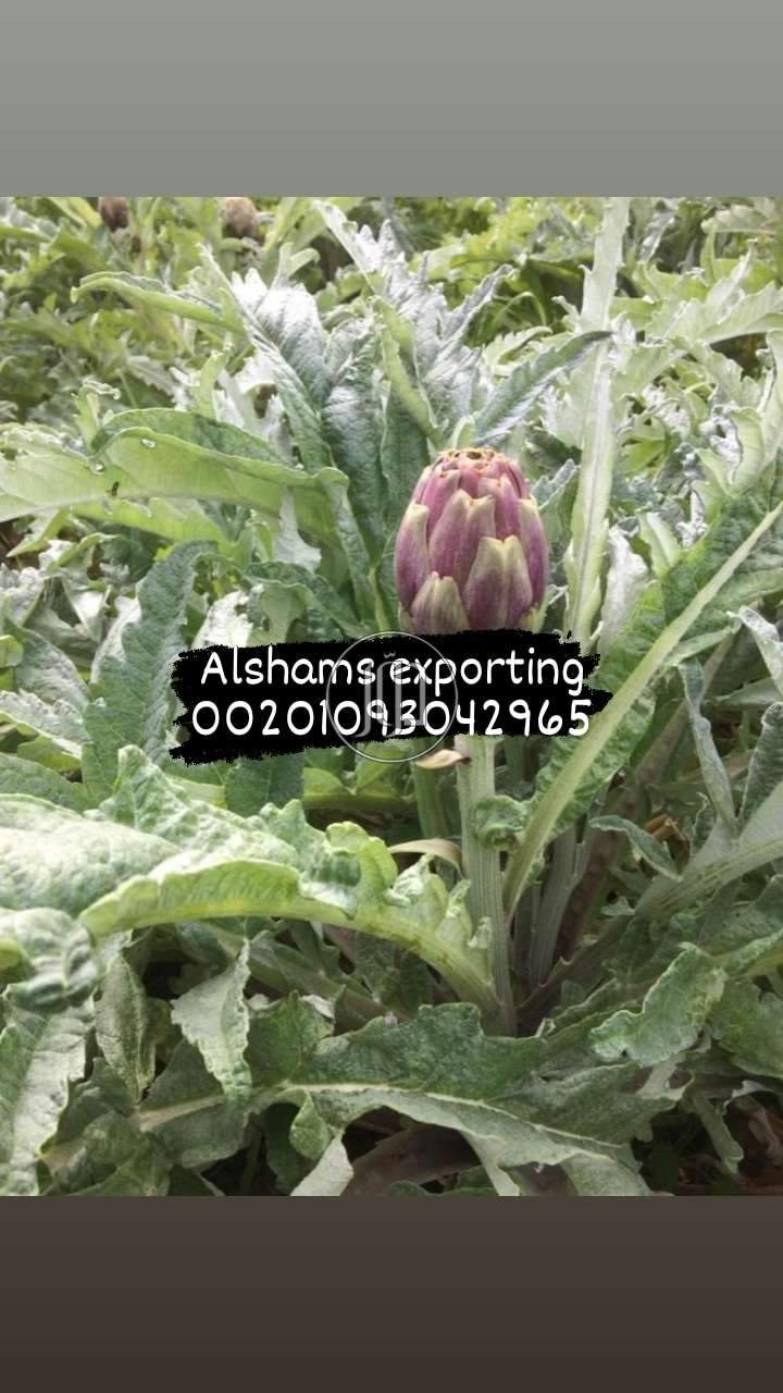 صور محاصيل وبذور زراعية في الامارات - دوّر.كوم