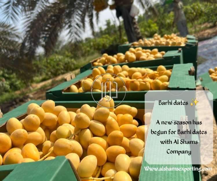 صور محاصيل وبذور زراعية في الامارات - دوّر.كوم