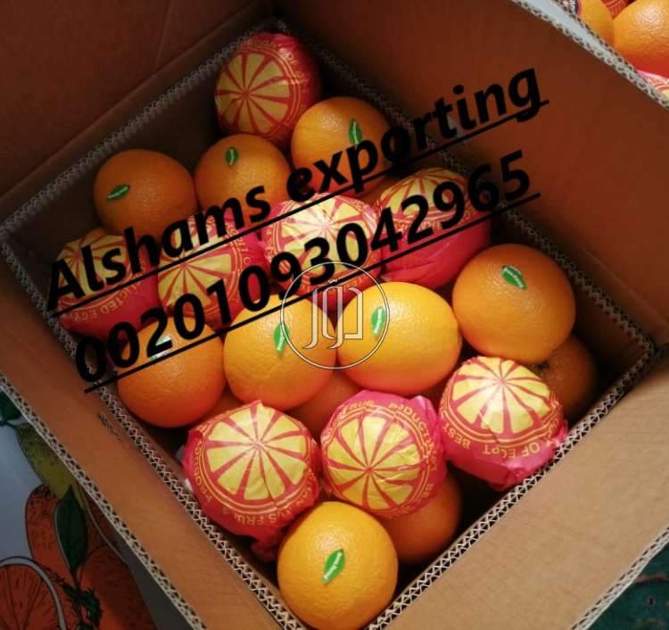 صور محاصيل وبذور زراعية في الامارات - دوّر.كوم