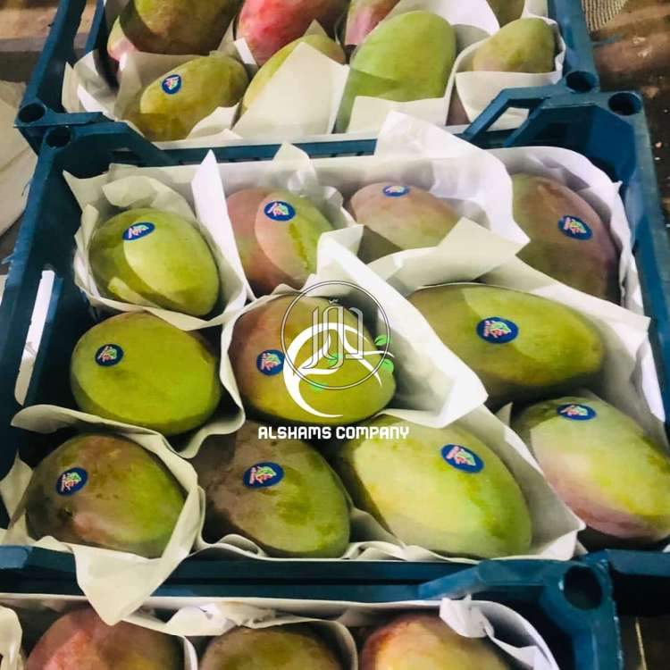 صور محاصيل وبذور زراعية في الامارات - دوّر.كوم