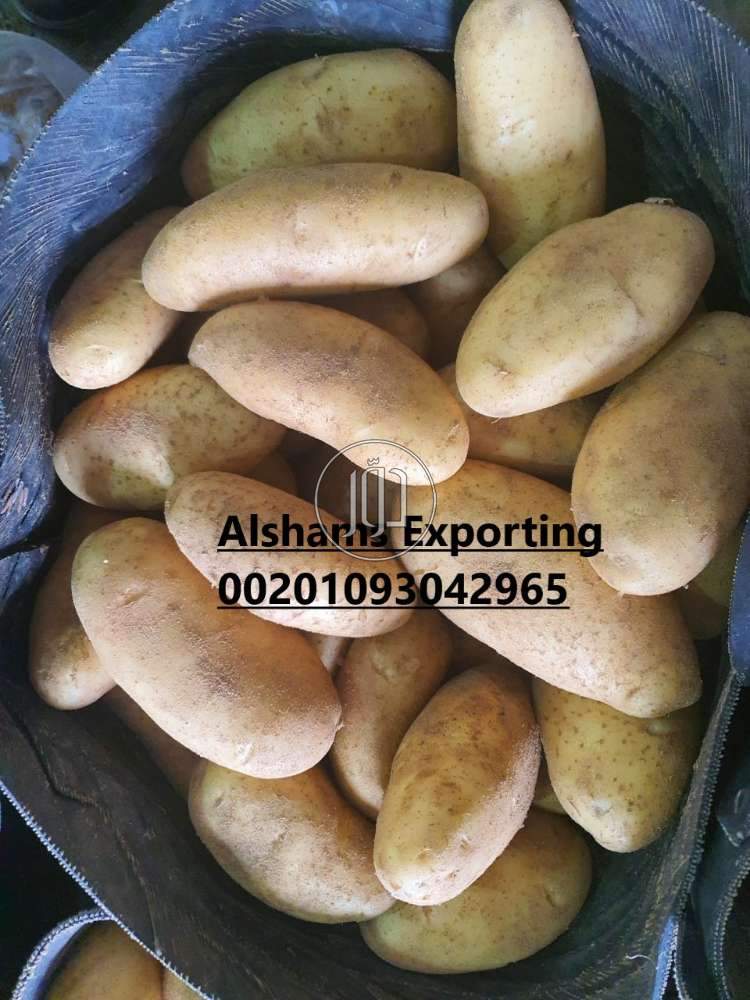 صور محاصيل وبذور زراعية في الامارات - دوّر.كوم