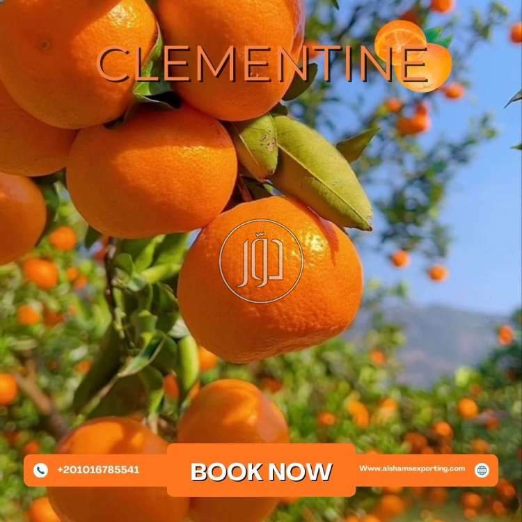 صور محاصيل وبذور زراعية في الامارات - دوّر.كوم