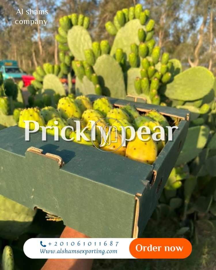 صور محاصيل وبذور زراعية في الامارات - دوّر.كوم