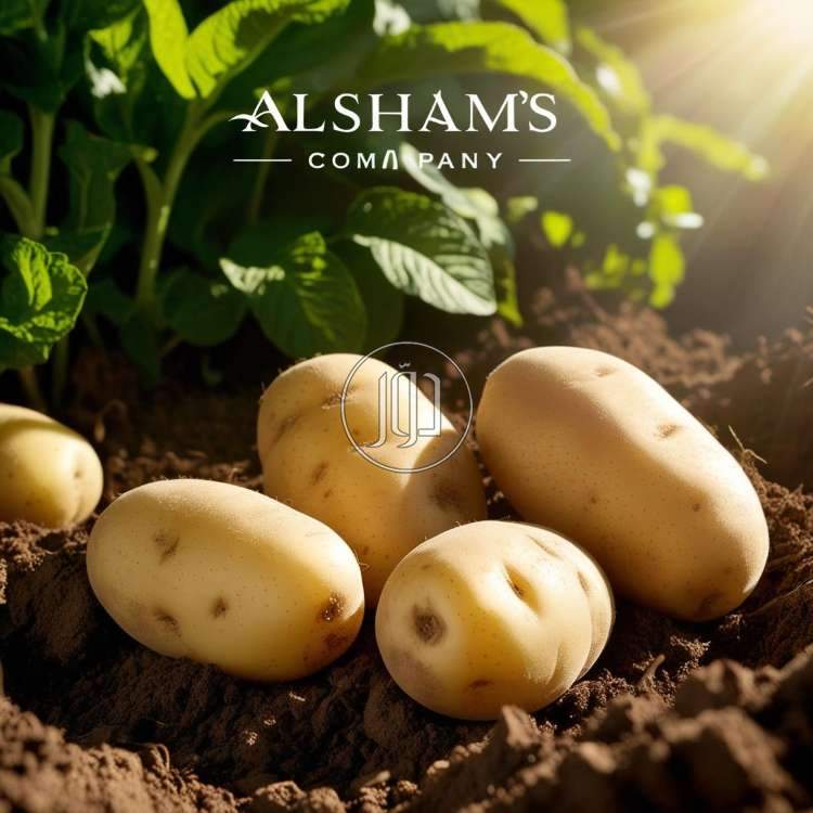 صور محاصيل وبذور زراعية في الامارات - دوّر.كوم