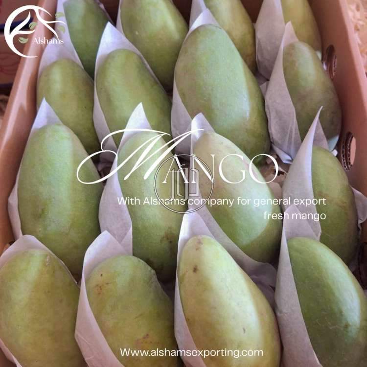 محاصيل زراعية في الامارات - دوّر.كوم