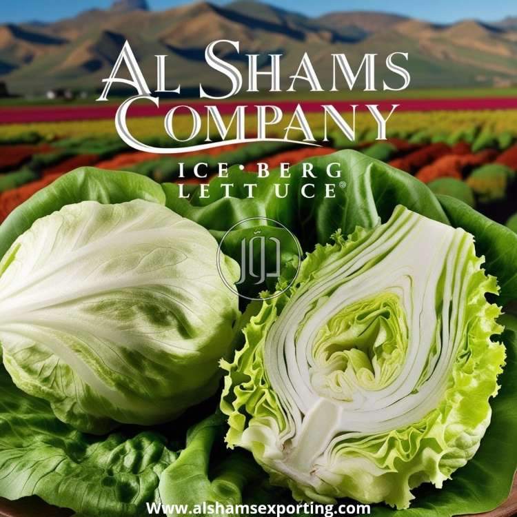 صور محاصيل وبذور زراعية في الامارات - دوّر.كوم