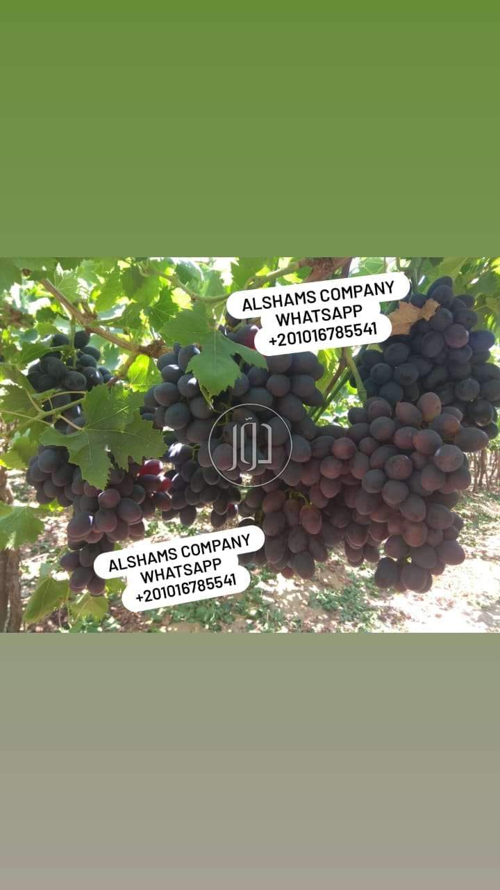 صور محاصيل وبذور زراعية في الامارات - دوّر.كوم