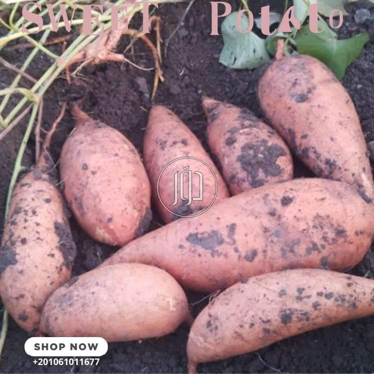 صور محاصيل وبذور زراعية في الامارات - دوّر.كوم