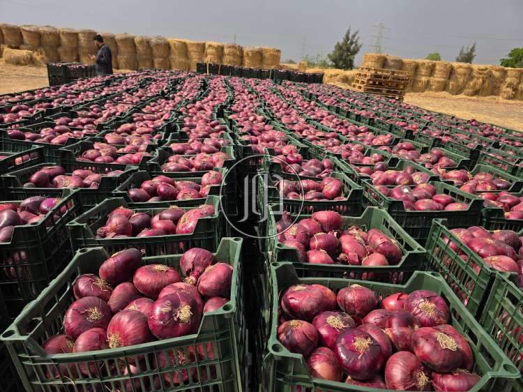 محاصيل زراعية في الامارات - دوّر.كوم