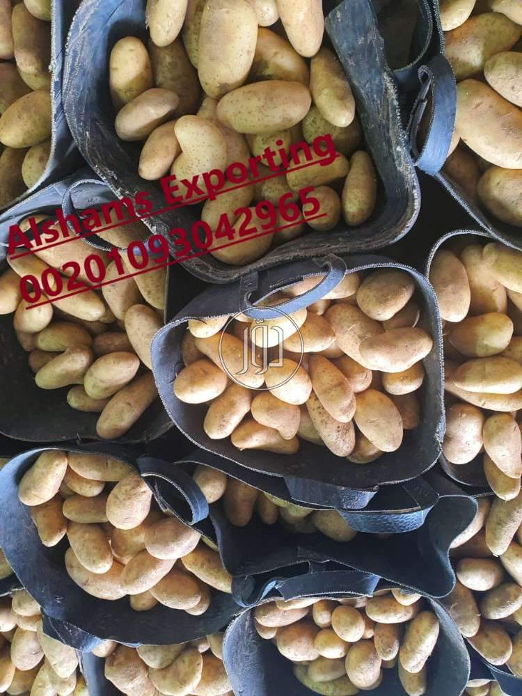 صور محاصيل وبذور زراعية في الامارات - دوّر.كوم