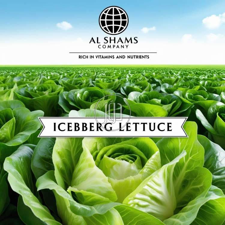 fresh Iceberg Lettuce