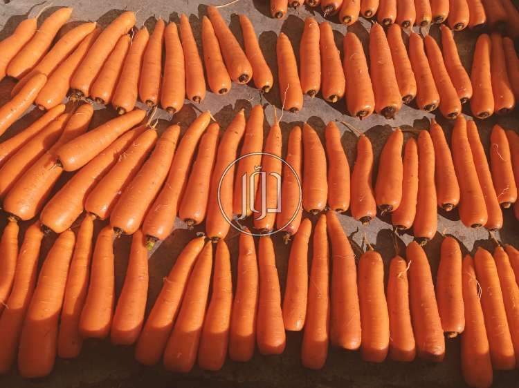 صور محاصيل وبذور زراعية في الامارات - دوّر.كوم