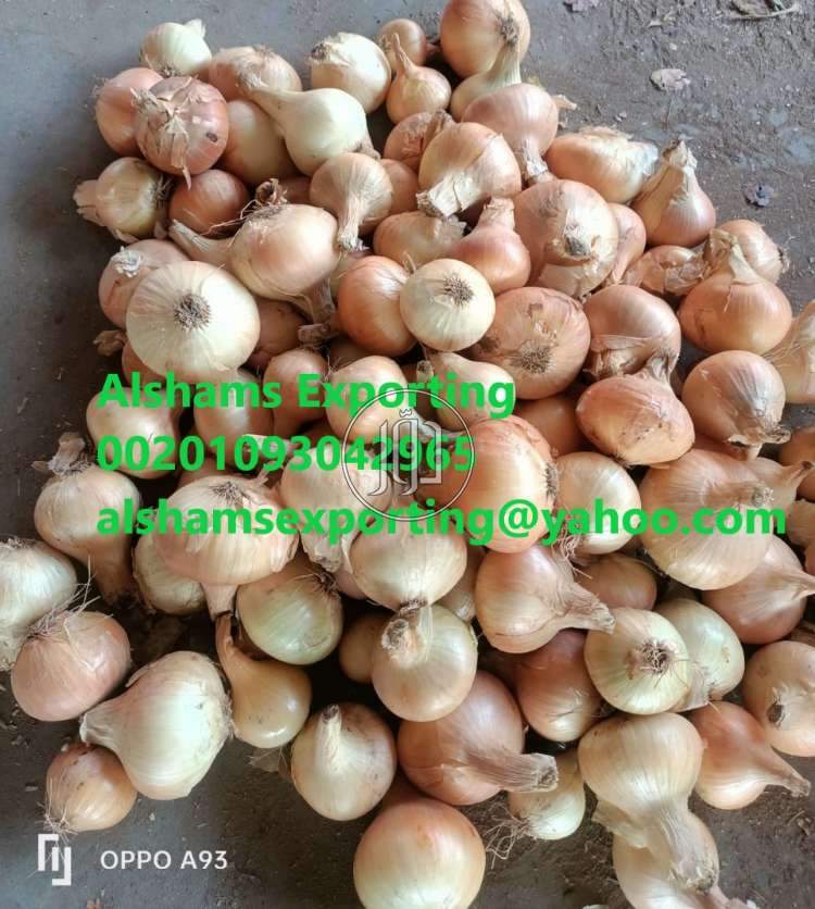 صور محاصيل وبذور زراعية في الامارات - دوّر.كوم