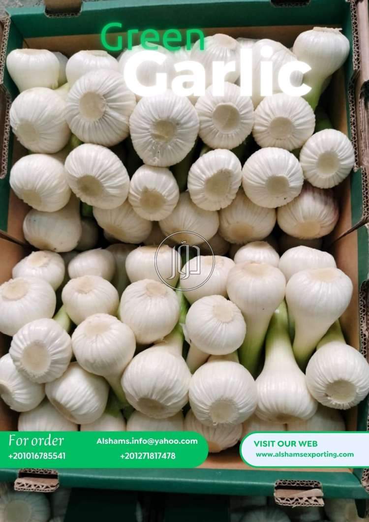 محاصيل زراعية في الامارات