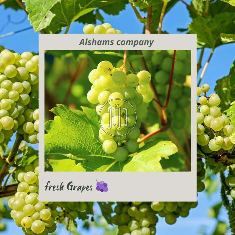 صور محاصيل وبذور زراعية في الامارات - دوّر.كوم