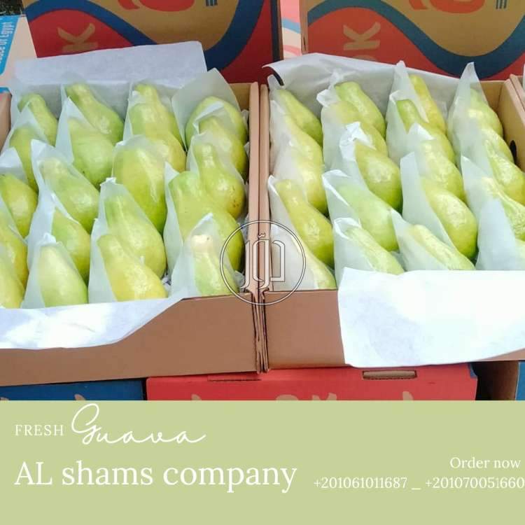 صور محاصيل وبذور زراعية في الامارات - دوّر.كوم