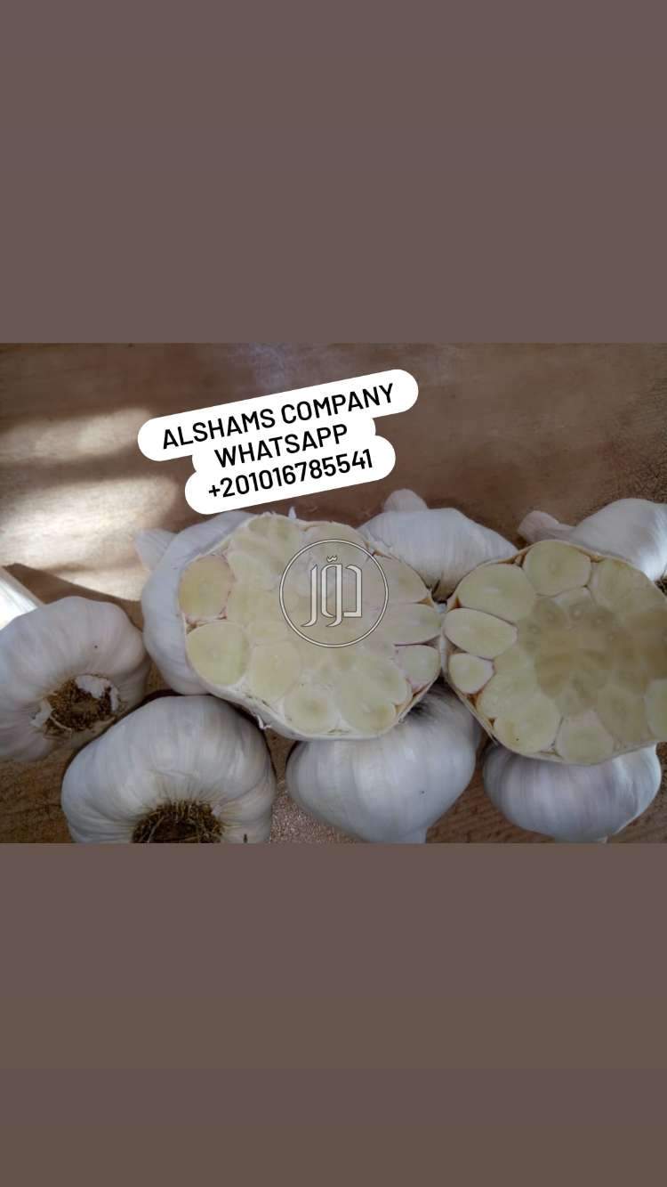 صور محاصيل وبذور زراعية في الامارات - دوّر.كوم