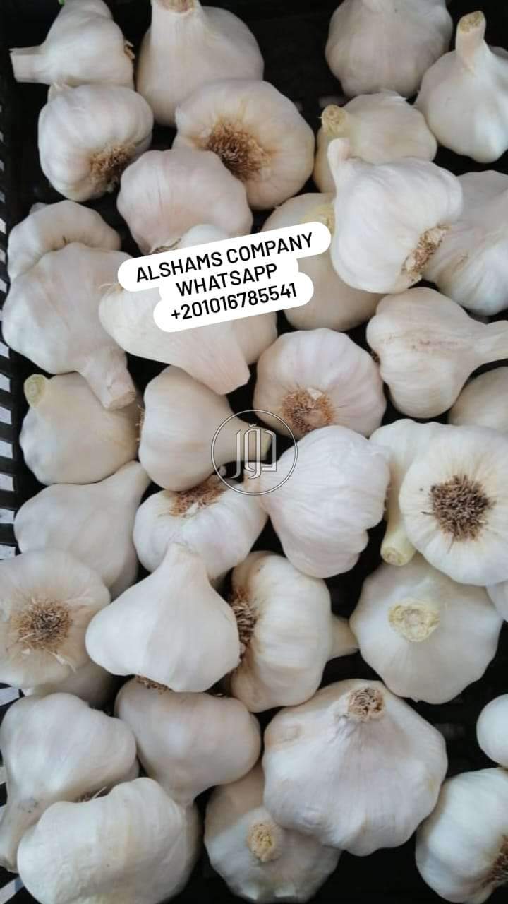 صور محاصيل وبذور زراعية في الامارات - دوّر.كوم