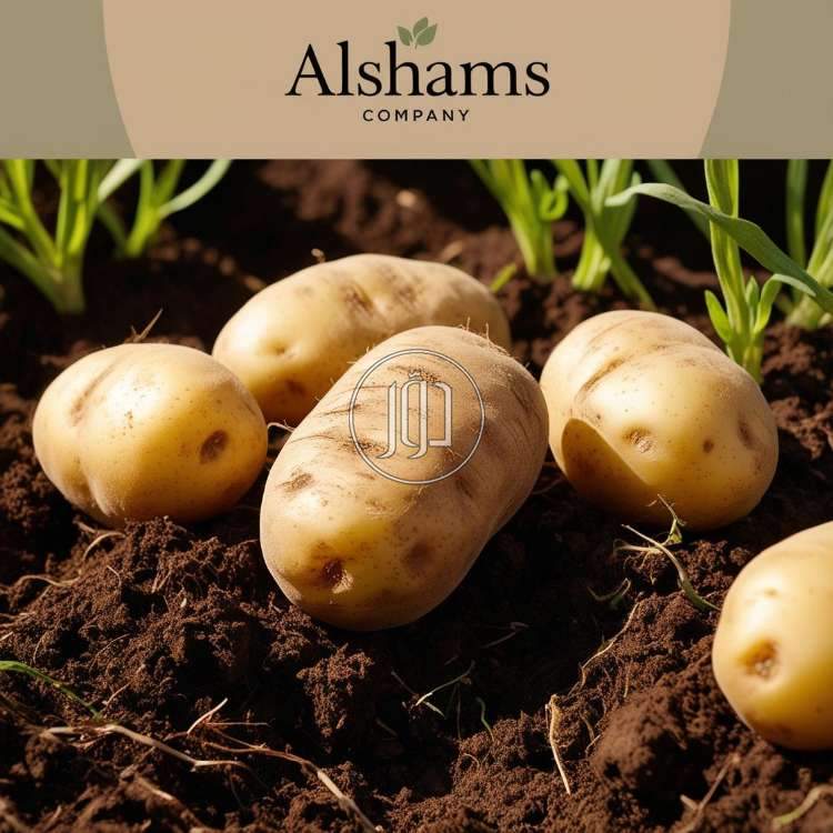 صور محاصيل وبذور زراعية في الامارات - دوّر.كوم