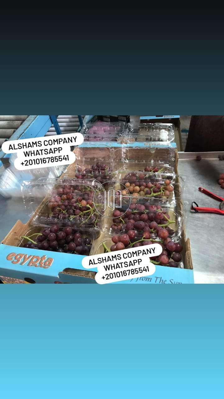 صور محاصيل وبذور زراعية في الامارات - دوّر.كوم