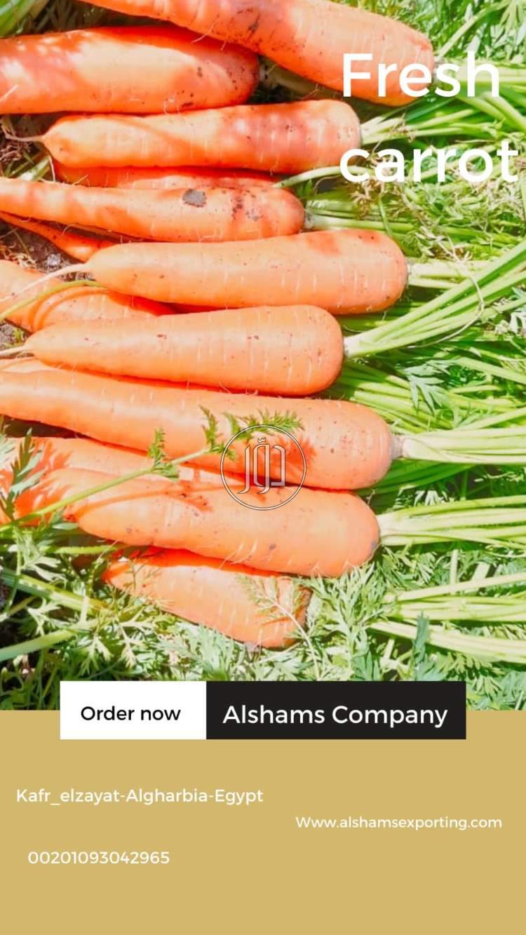 FRESH CARROT
