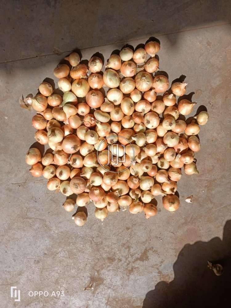 صور محاصيل وبذور زراعية في الامارات - دوّر.كوم