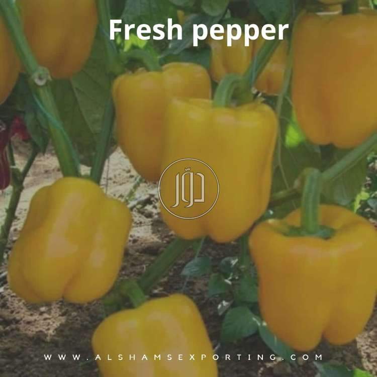fresh pepper - محاصيل وبذور زراعية في السعودية بالكامل