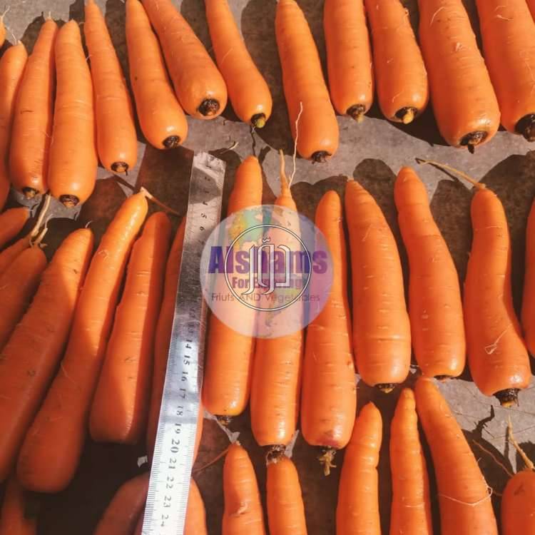 صور محاصيل وبذور زراعية في السعودية - دوّر.كوم