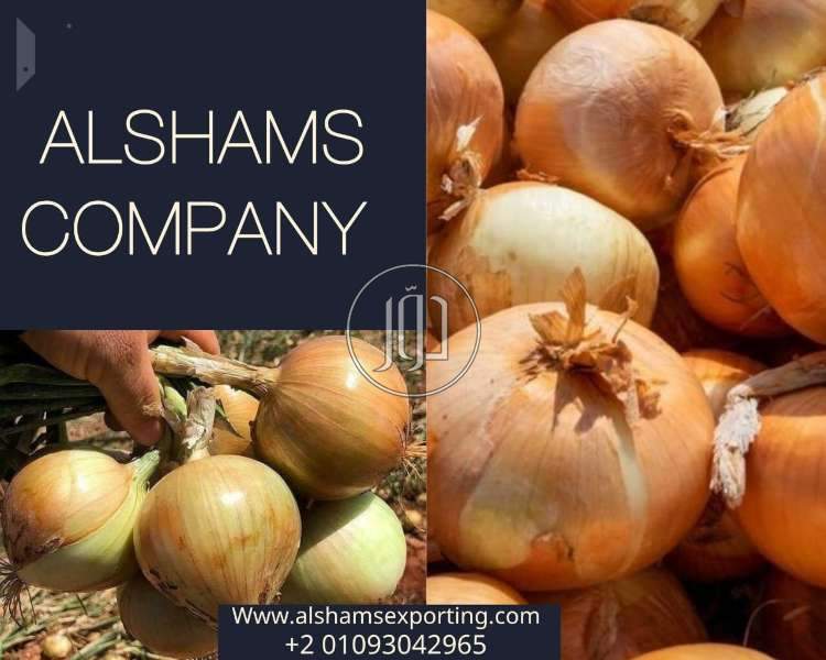 محاصيل زراعية في السعودية - دوّر.كوم