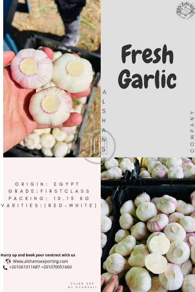 صور محاصيل وبذور زراعية في السعودية - دوّر.كوم