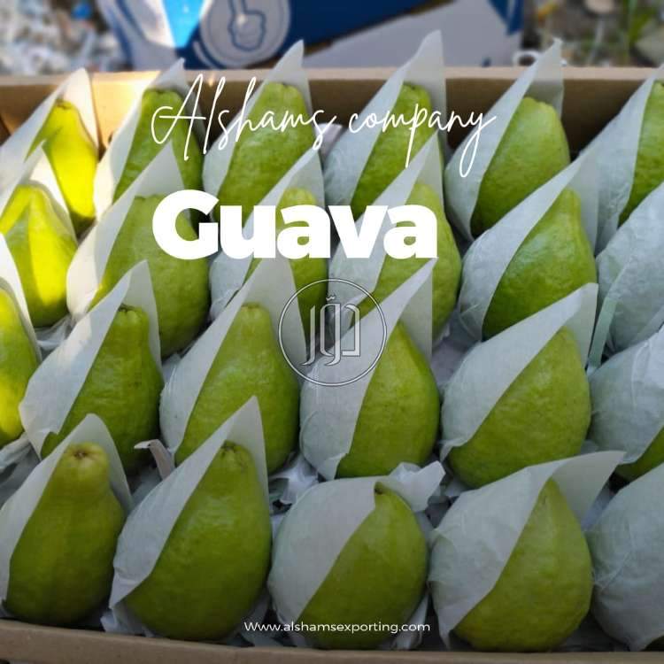 صور محاصيل وبذور زراعية في السعودية - دوّر.كوم