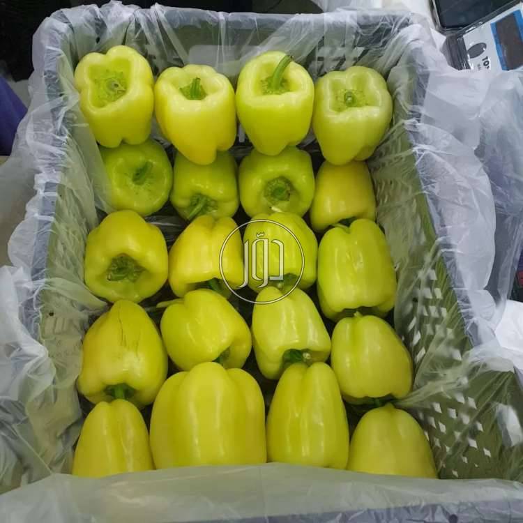 صور محاصيل وبذور زراعية في السعودية - دوّر.كوم