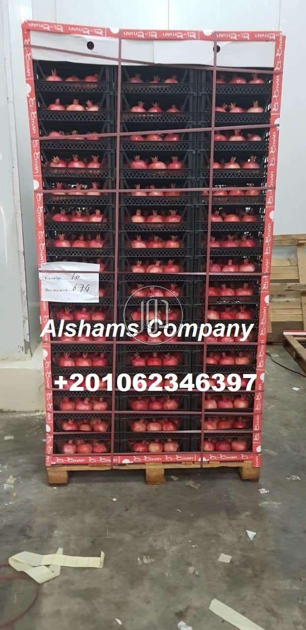 صور محاصيل وبذور زراعية في المدينة المنورة - دوّر.كوم