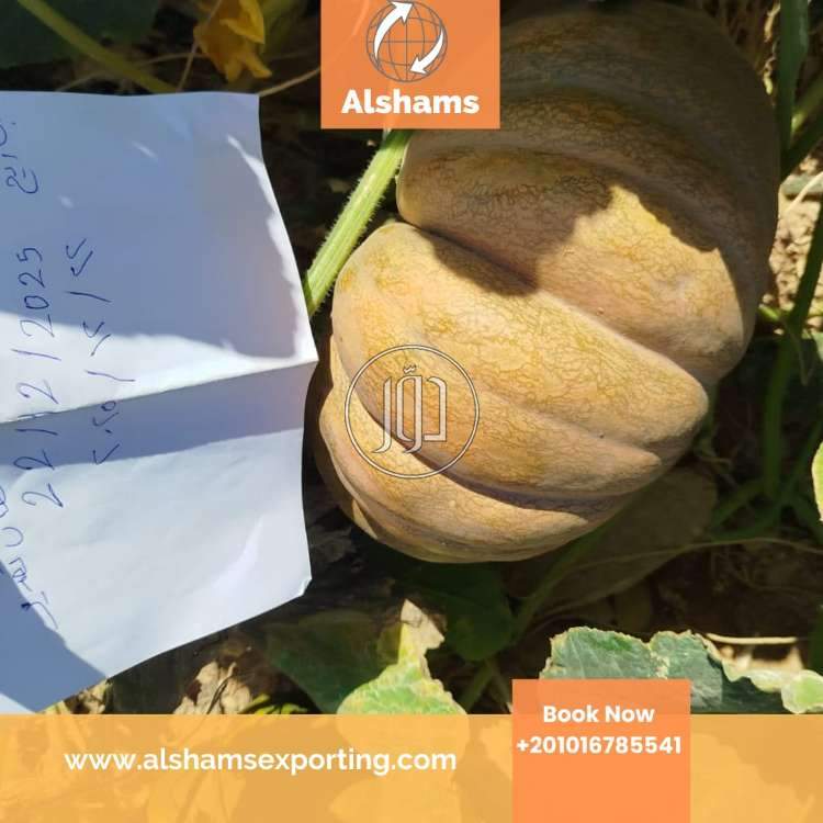 Egyptian Pumpkin 🎃