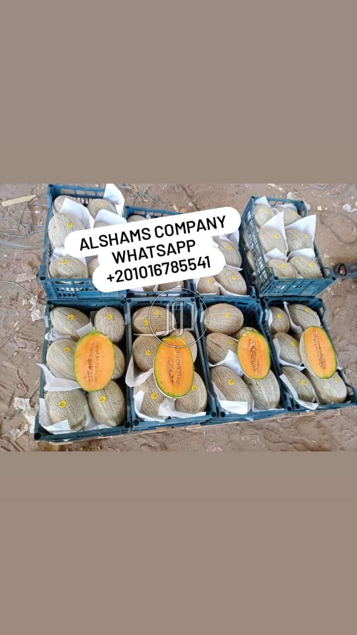 صور محاصيل وبذور زراعية في السعودية - دوّر.كوم