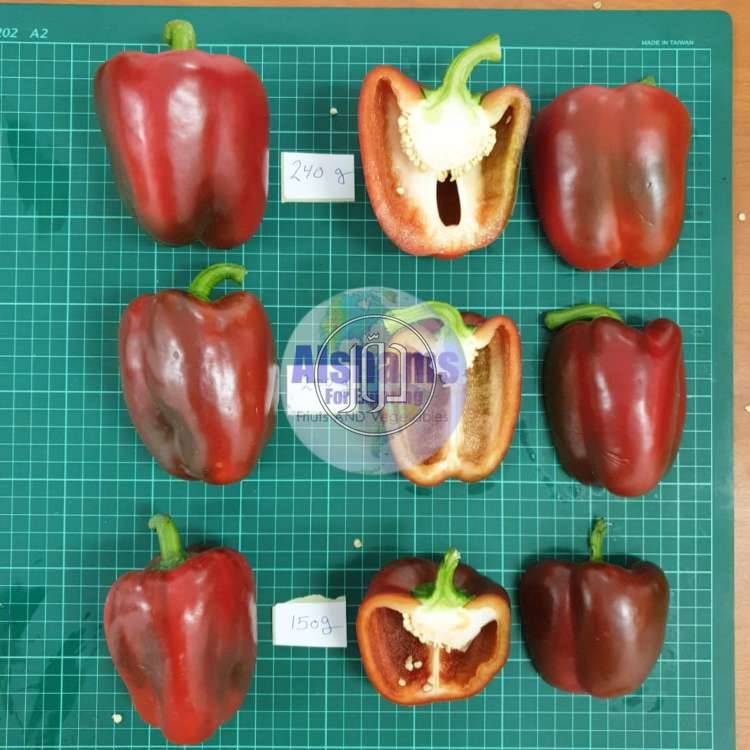 صور محاصيل وبذور زراعية في السعودية - دوّر.كوم