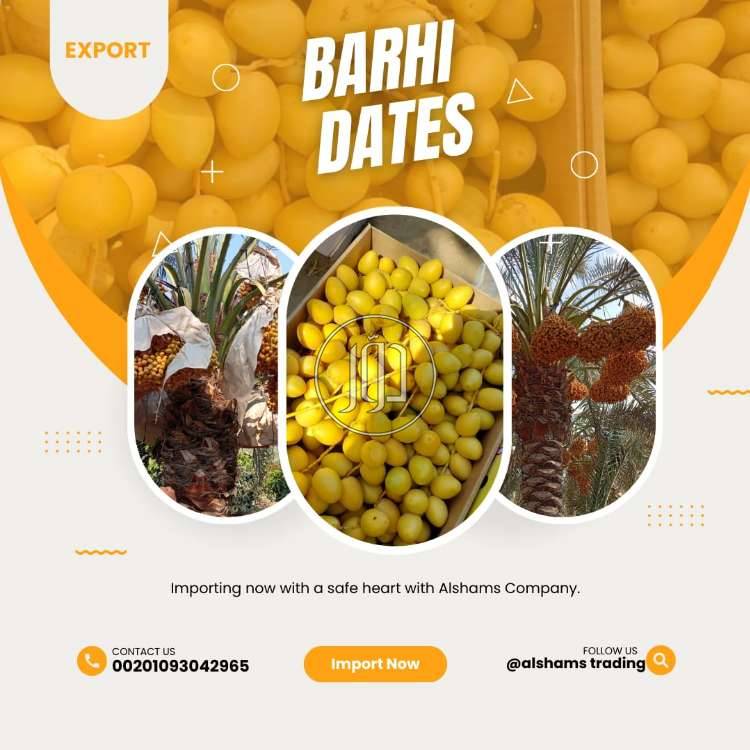 صور محاصيل وبذور زراعية في السعودية - دوّر.كوم