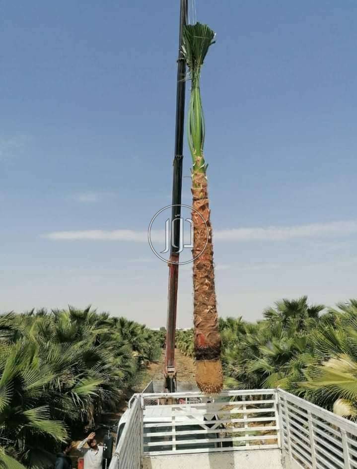 محاصيل زراعية في السعودية - دوّر.كوم