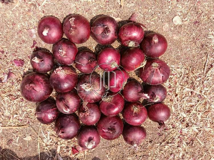 محاصيل زراعية في السعودية - دوّر.كوم