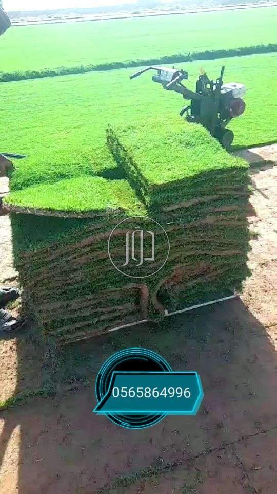 صور محاصيل وبذور زراعية في السعودية - دوّر.كوم