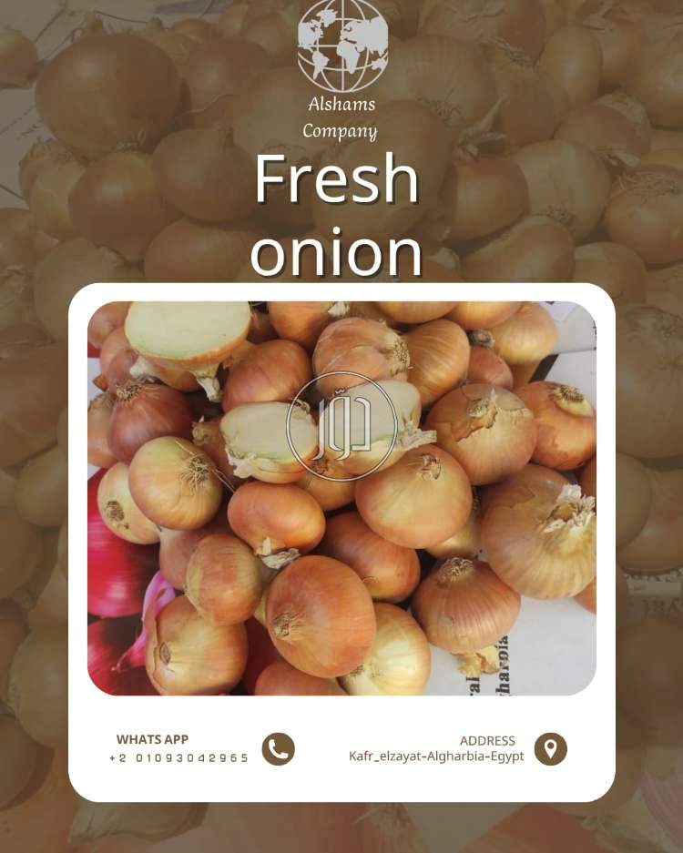 FRESH ONION