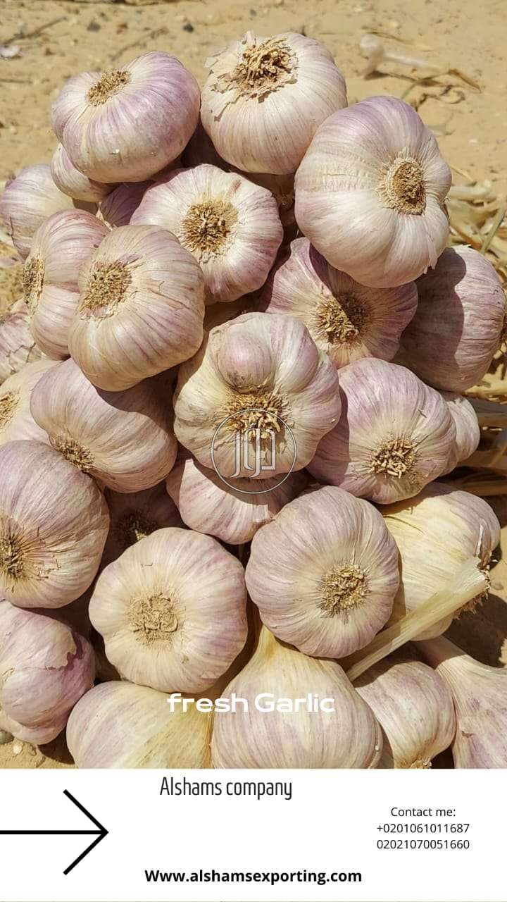 صور محاصيل وبذور زراعية في السعودية - دوّر.كوم