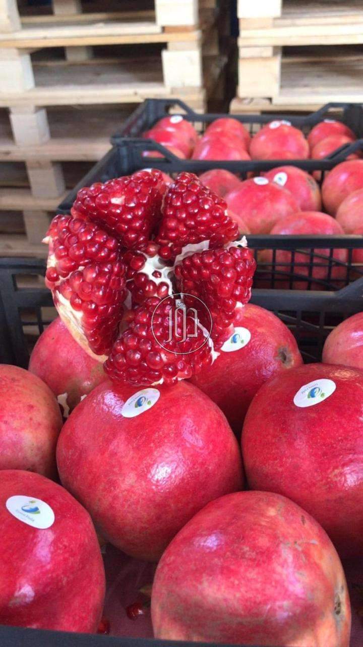 صور محاصيل وبذور زراعية في السعودية - دوّر.كوم